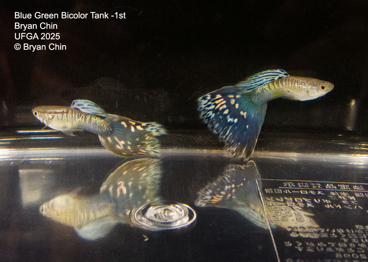 Guppy Blue Green Bicolor